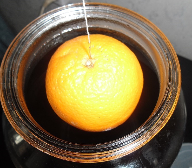 картина домашней апельсиновой настойки с висящими фруктами