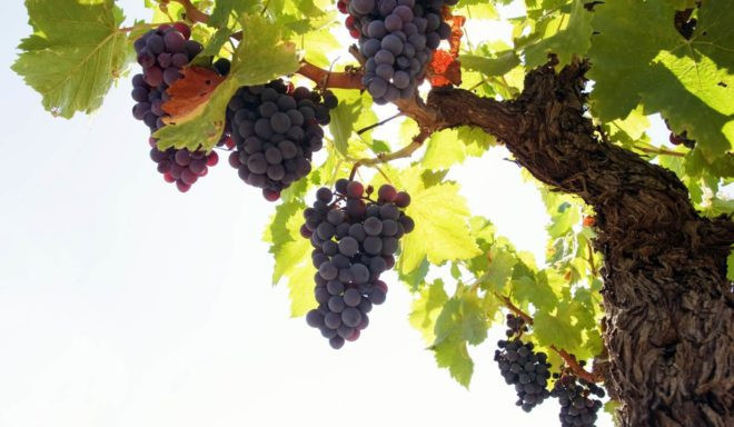 Спелые грозди винограда