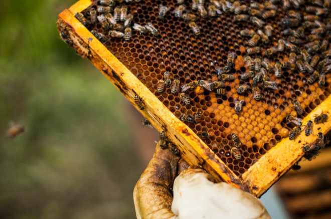 Применение настойки пчелиного подмора на водке