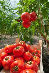 Применение отваров ботвы томатов от вредителей