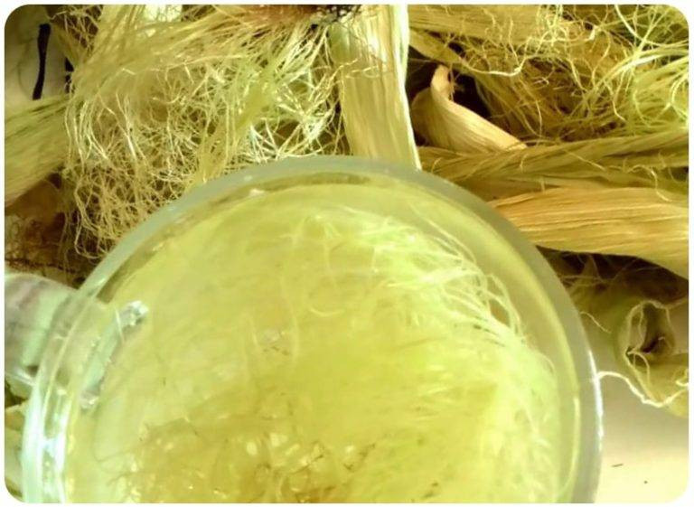 Кукурузные рыльца — лечебные свойства, от чего помогают, как правильно заваривать и принимать
