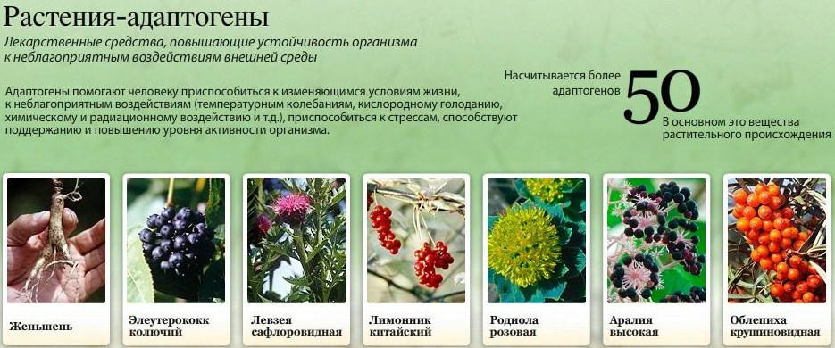 Адаптогены растений