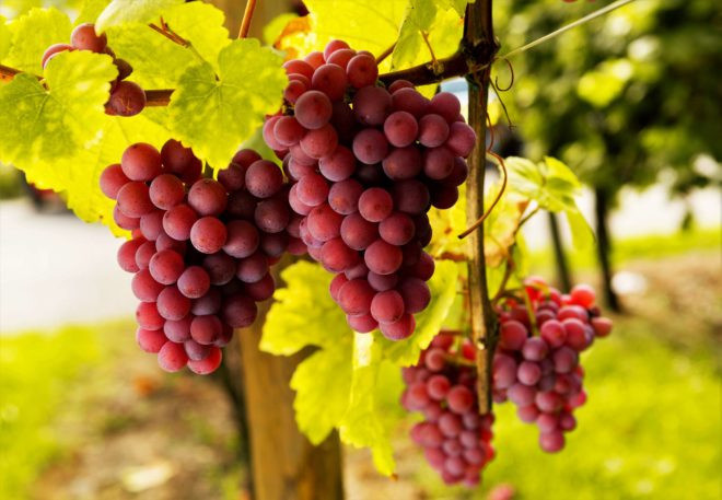 Спелые грозди винограда