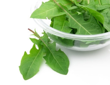 Состав и калорийность листьев одуванчика