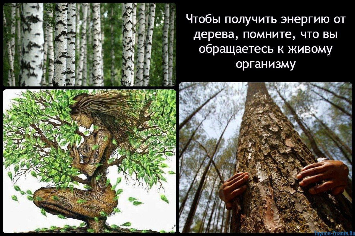 Лечение деревьями, как использовать