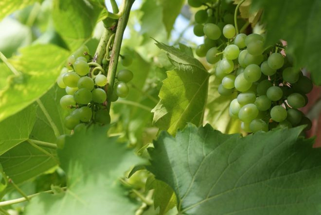 Ароматные гроздья винограда