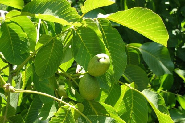 Ветви грецкого ореха с зелеными листьями и фруктами