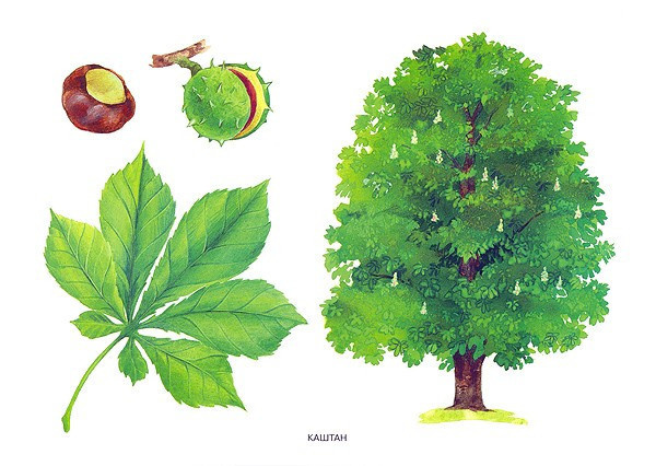 Каштановое дерево